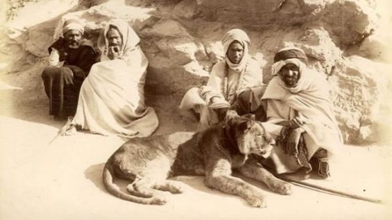 vintage photo of Barbarby lion cozily nestled in front of North African caretakers